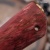 Лиса (стабилизированная карельская береза красная, мокуме гане) дамасская сталь ZDI-1016 - Компания «АиР»